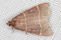Hypsopygia glaucinalis