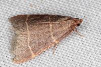 Hypsopygia glaucinalis