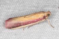 Oncocera semirubella