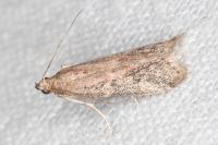 Ephestia