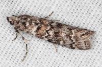 Dioryctria abietella