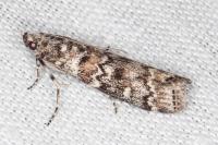 Dioryctria abietella