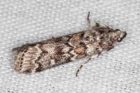Dioryctria abietella