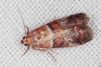 Acrobasis repandana