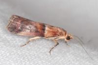 Acrobasis repandana