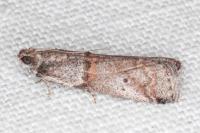Acrobasis obliqua
