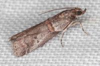 Acrobasis obliqua