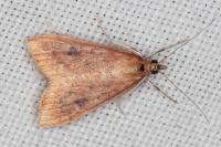 Udea ferrugalis