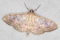 Patania ruralis