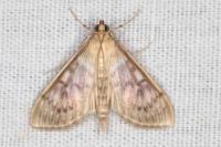 Patania ruralis