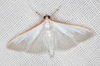 Palpita vitrealis