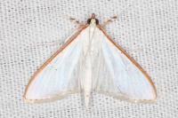Palpita vitrealis