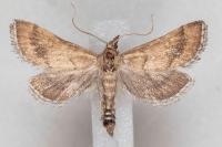 Metasia ibericalis