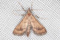 Metasia ibericalis