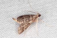 Duponchelia fovealis