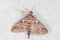 Duponchelia fovealis