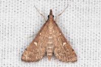 Dolicharthria punctalis