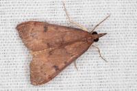 Uresiphita gilvata