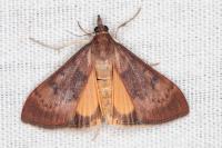 Uresiphita gilvata