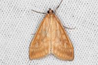 Sitochroa verticalis