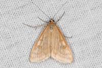 Sitochroa verticalis