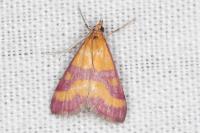 Pyrausta virginalis