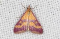 Pyrausta sanguinalis