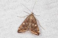 Loxostege sticticalis