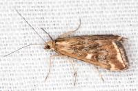 Loxostege sticticalis
