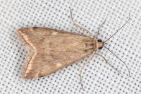 Loxostege sticticalis