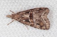 Euchromius cambridgei