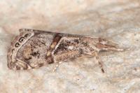 Euchromius cambridgei