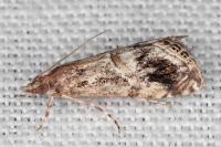 Euchromius cambridgei