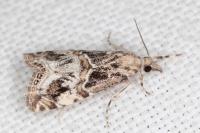 Euchromius cambridgei
