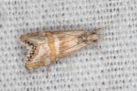 Euchromius anapiellus