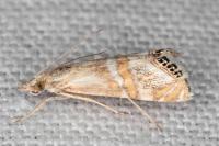 Euchromius anapiellus
