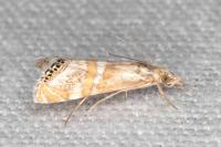 Euchromius anapiellus