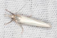 Crambus perlellus
