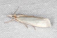 Crambus perlellus