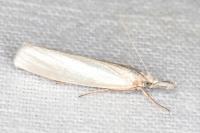 Crambus perlellus