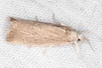 Calamotropha paludella