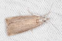 Calamotropha paludella