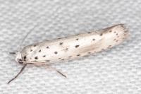 Yponomeuta irrorella