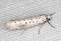 Yponomeuta irrorella