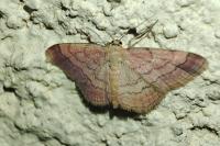 Scopula rubiginata