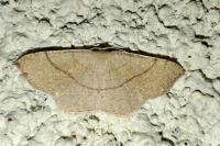 Cyclophora ruficiliaria