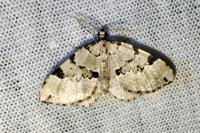 Colostygia pectinataria