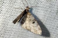 Eupithecia tantillaria