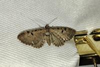 Eupithecia