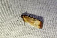 Eulia ministrana